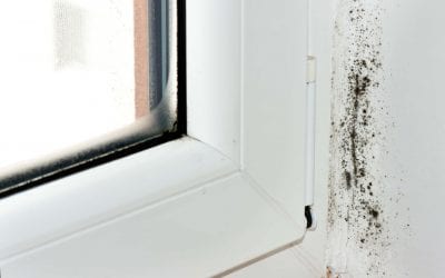 Ways to Prevent Mold Growth in the Home